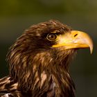 Seeadler