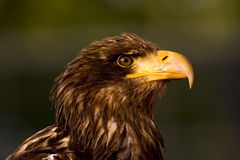 Seeadler