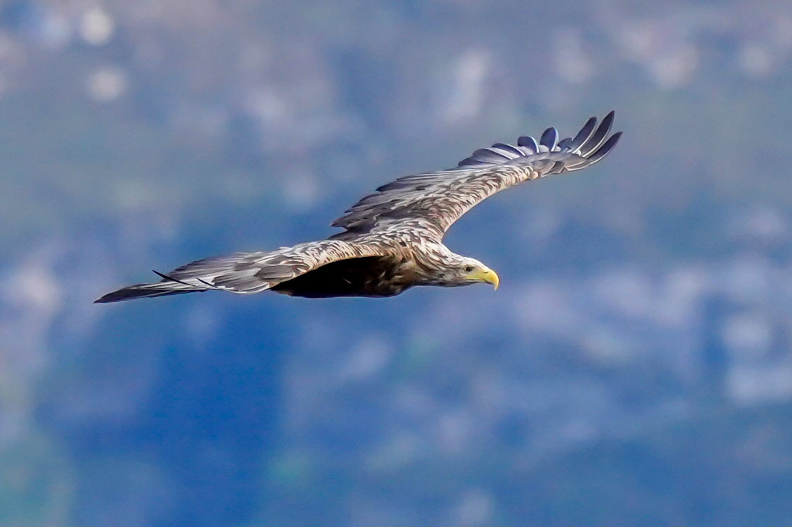 Seeadler