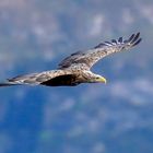 Seeadler