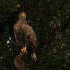 Seeadler