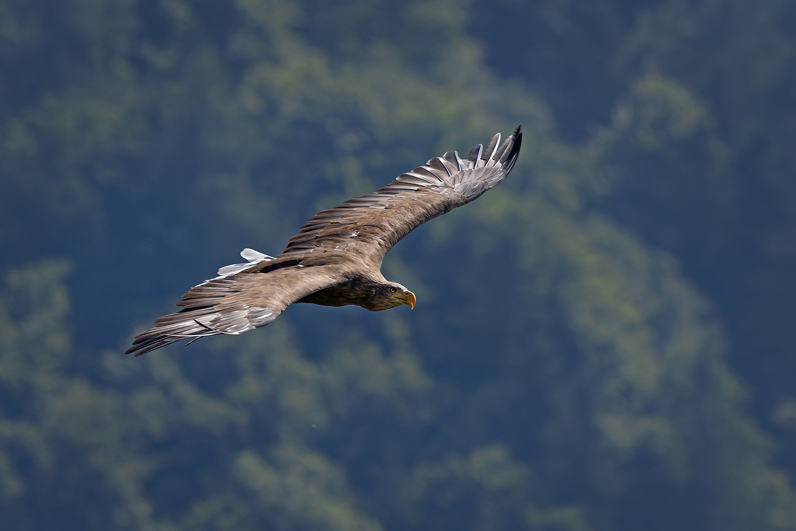 Seeadler