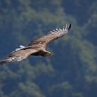 Seeadler