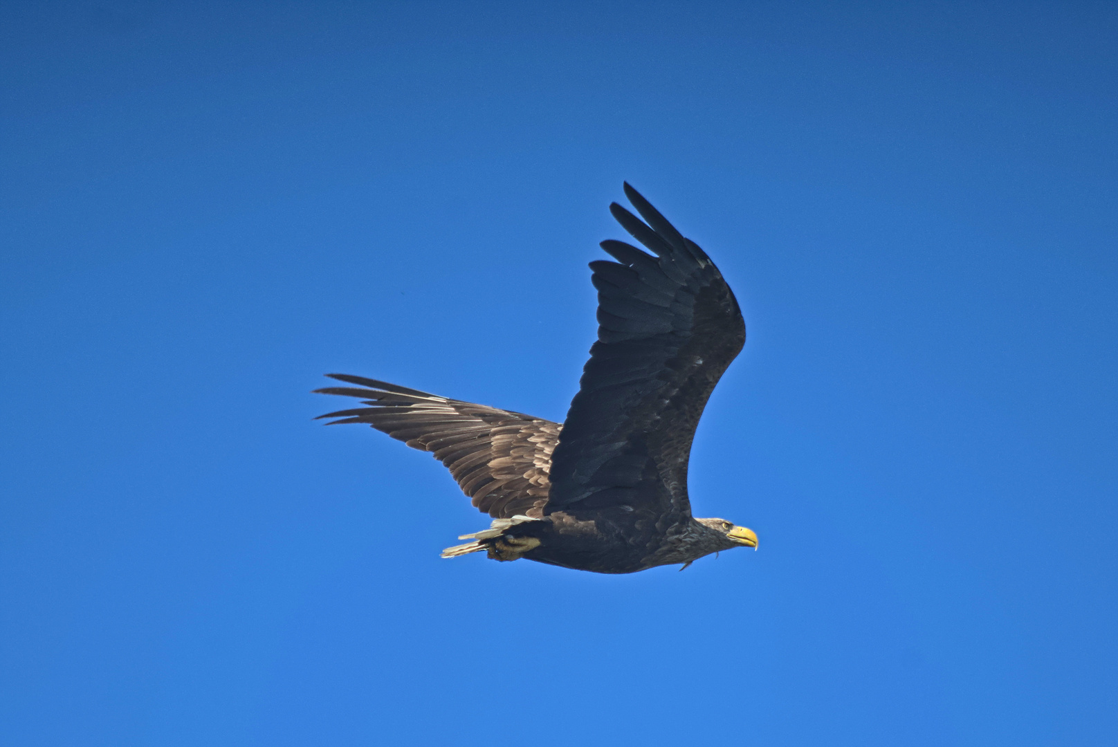 Seeadler