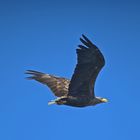 Seeadler