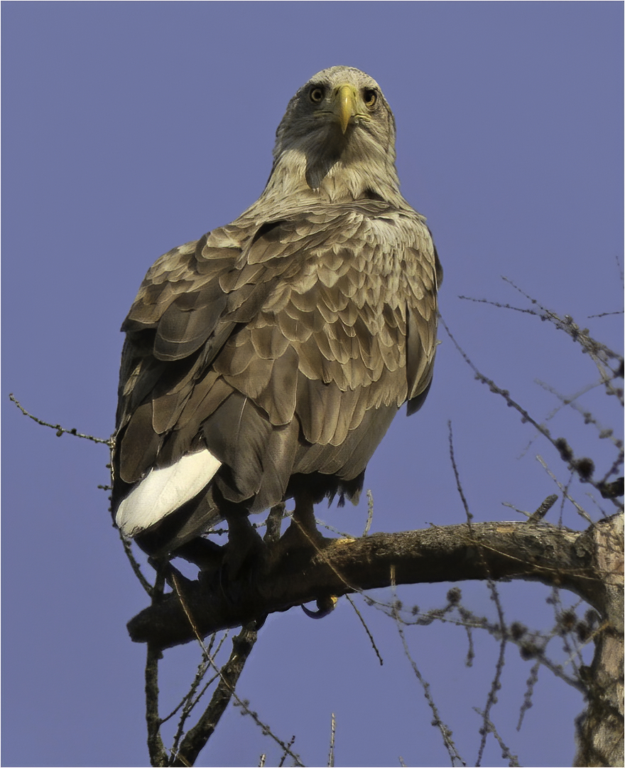 Seeadler 