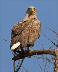 Seeadler 