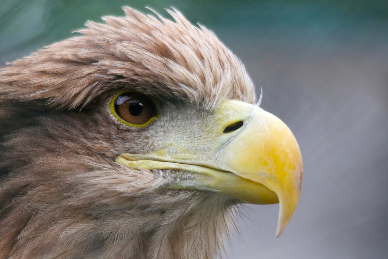 Seeadler