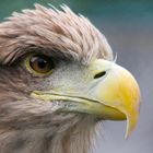 Seeadler