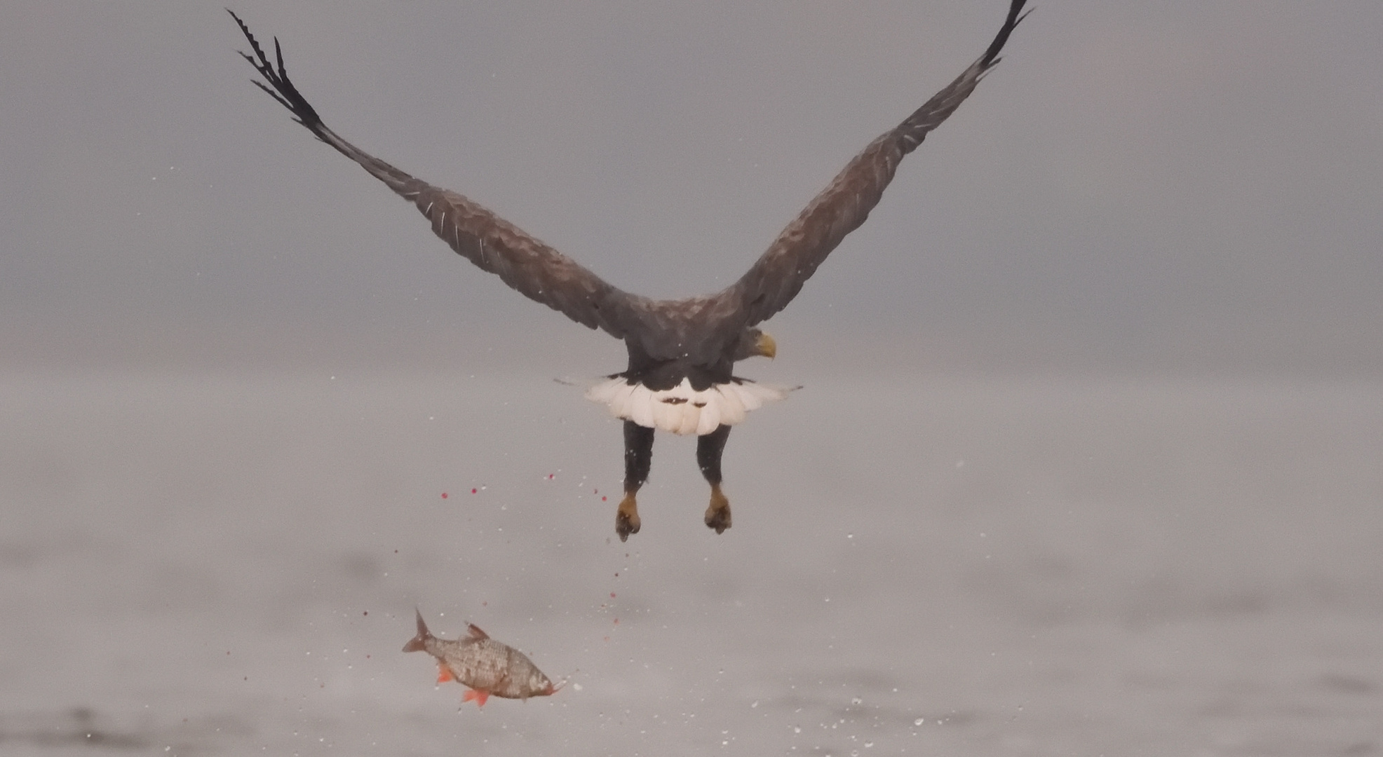 Seeadler,--daneben gegriffen!