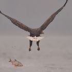 Seeadler,--daneben gegriffen!