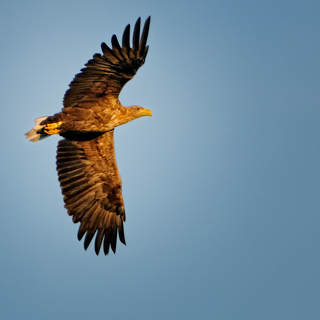 Seeadler - Das Original