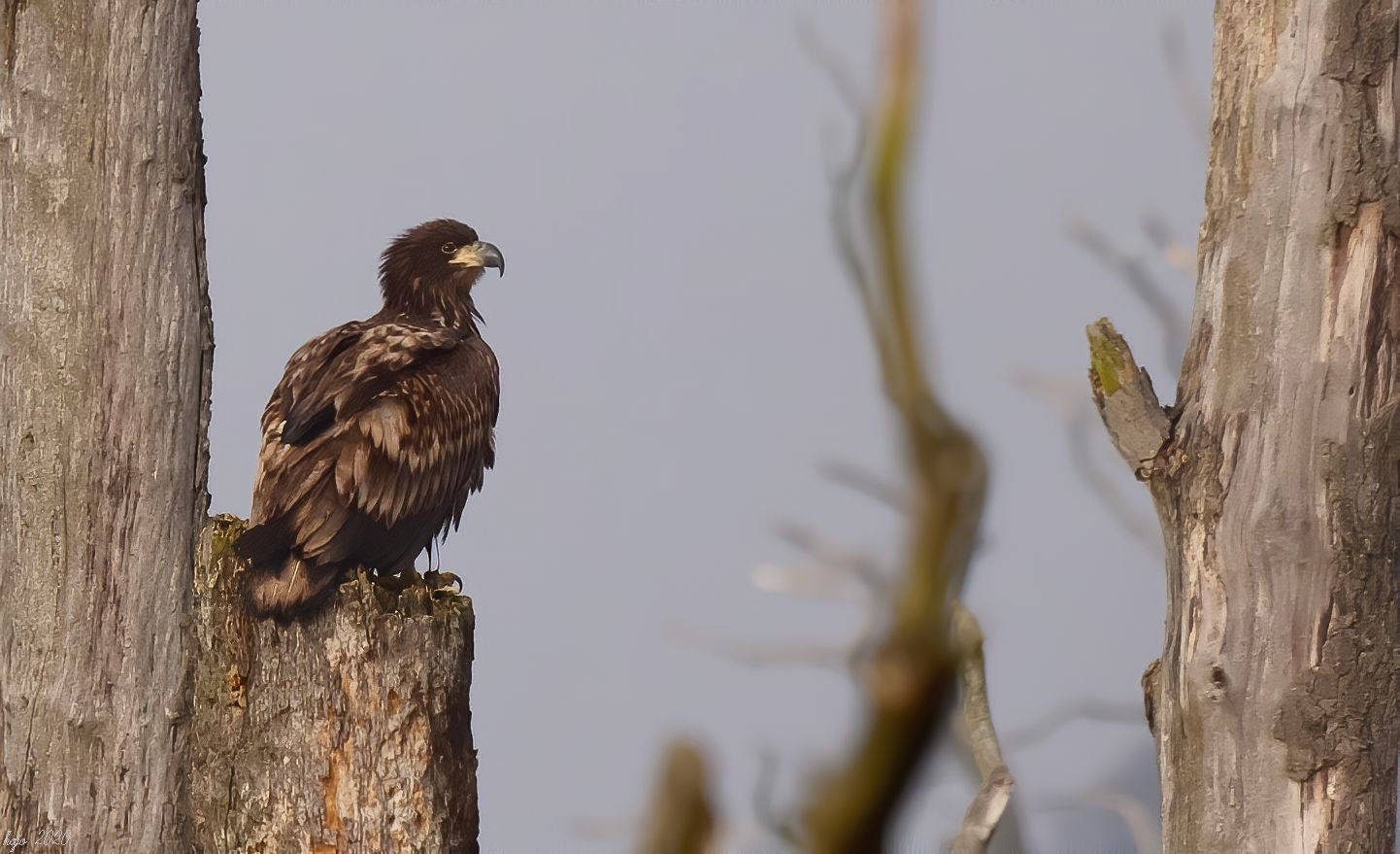 * Seeadler *