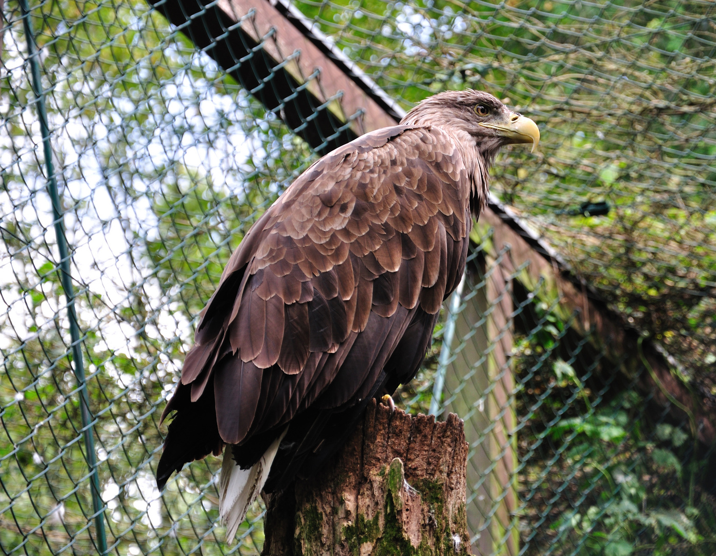 Seeadler