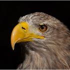 Seeadler