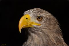 Seeadler