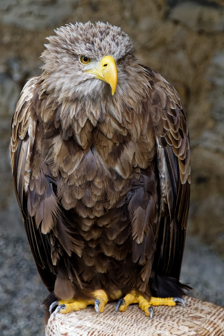 Seeadler 