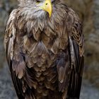 Seeadler 