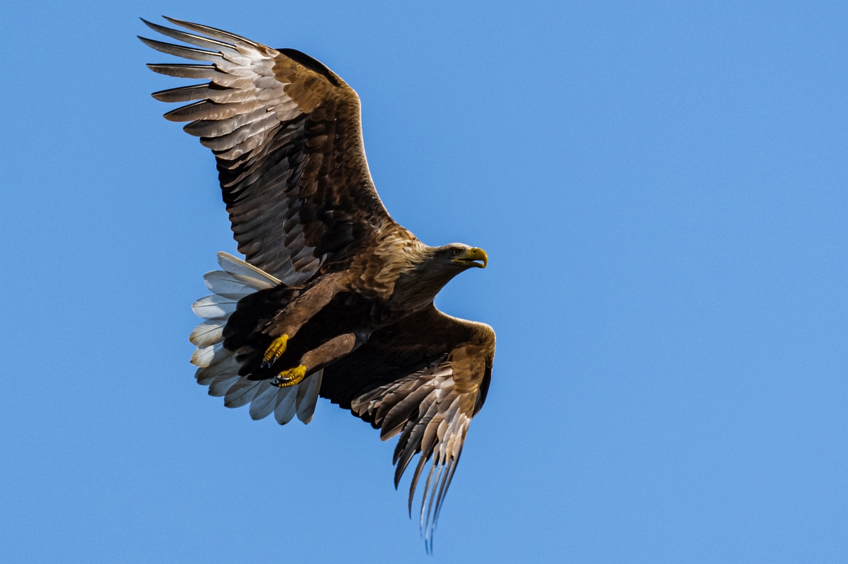 Seeadler