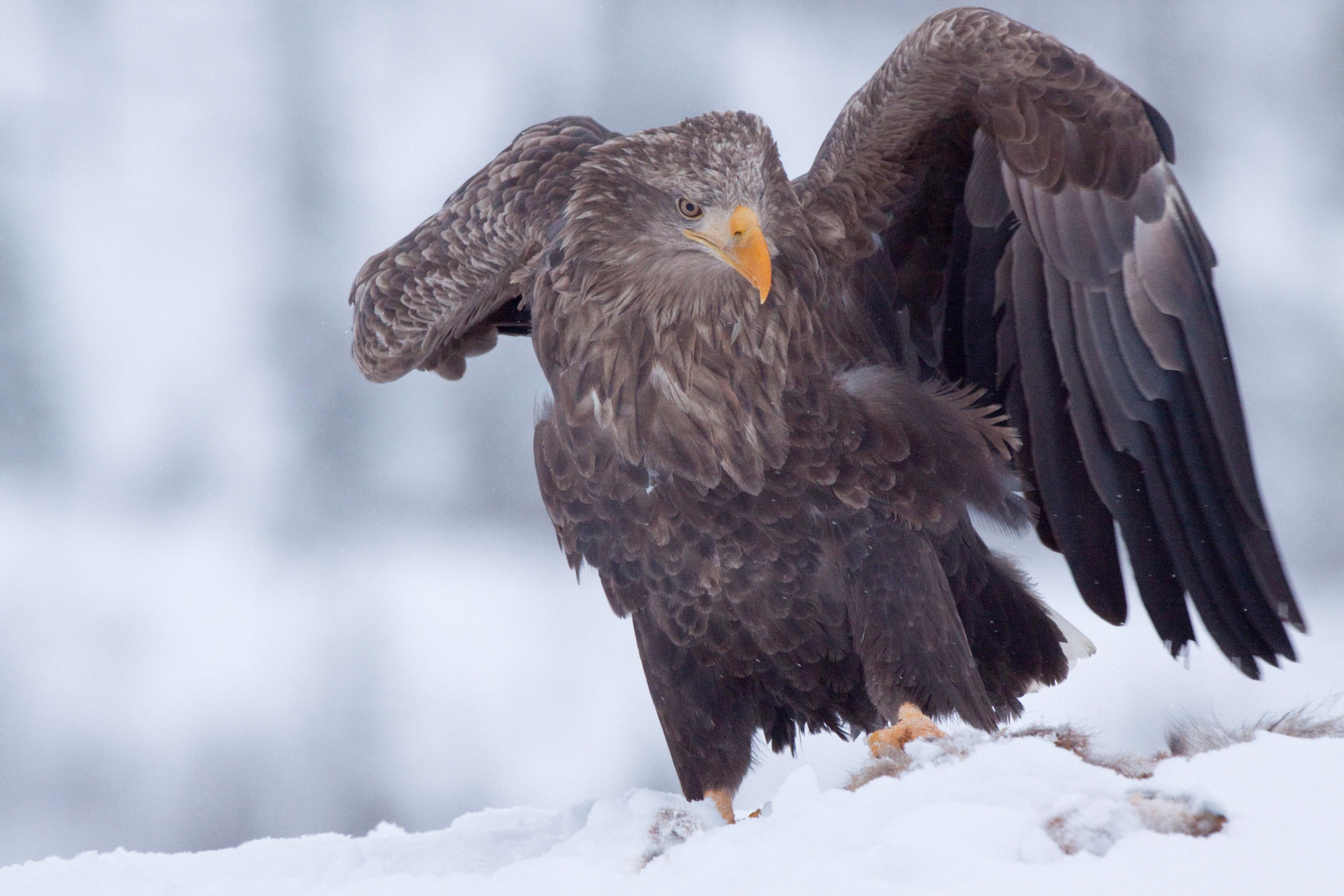 Seeadler