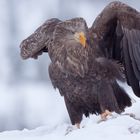 Seeadler