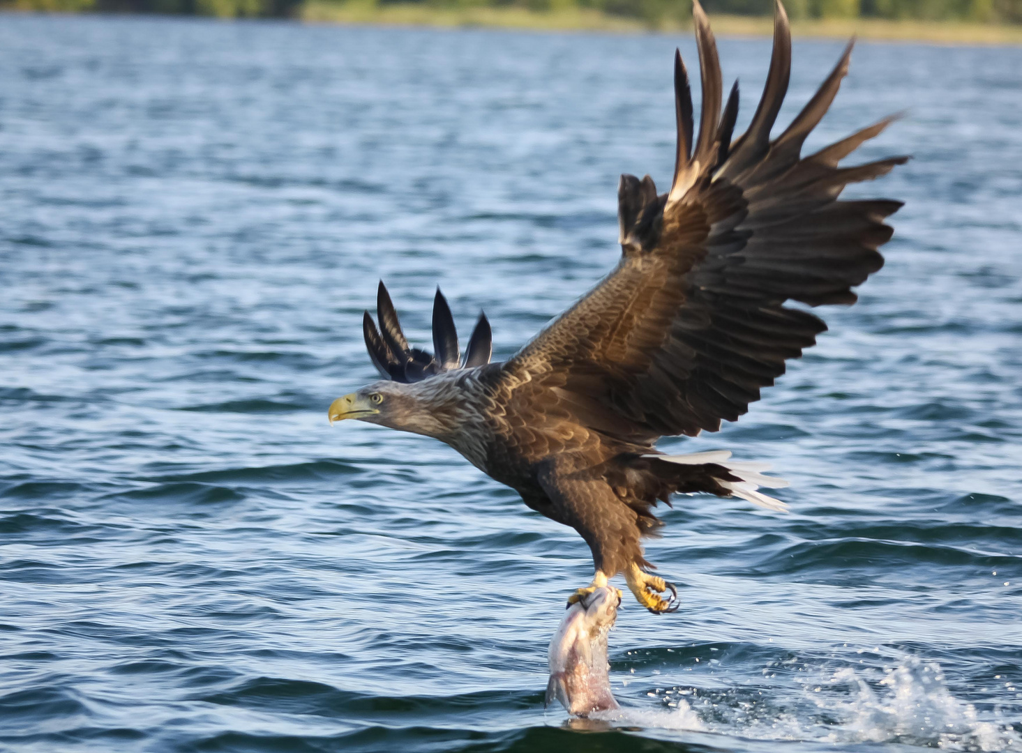 Seeadler 