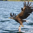 Seeadler 