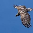 SEEADLER