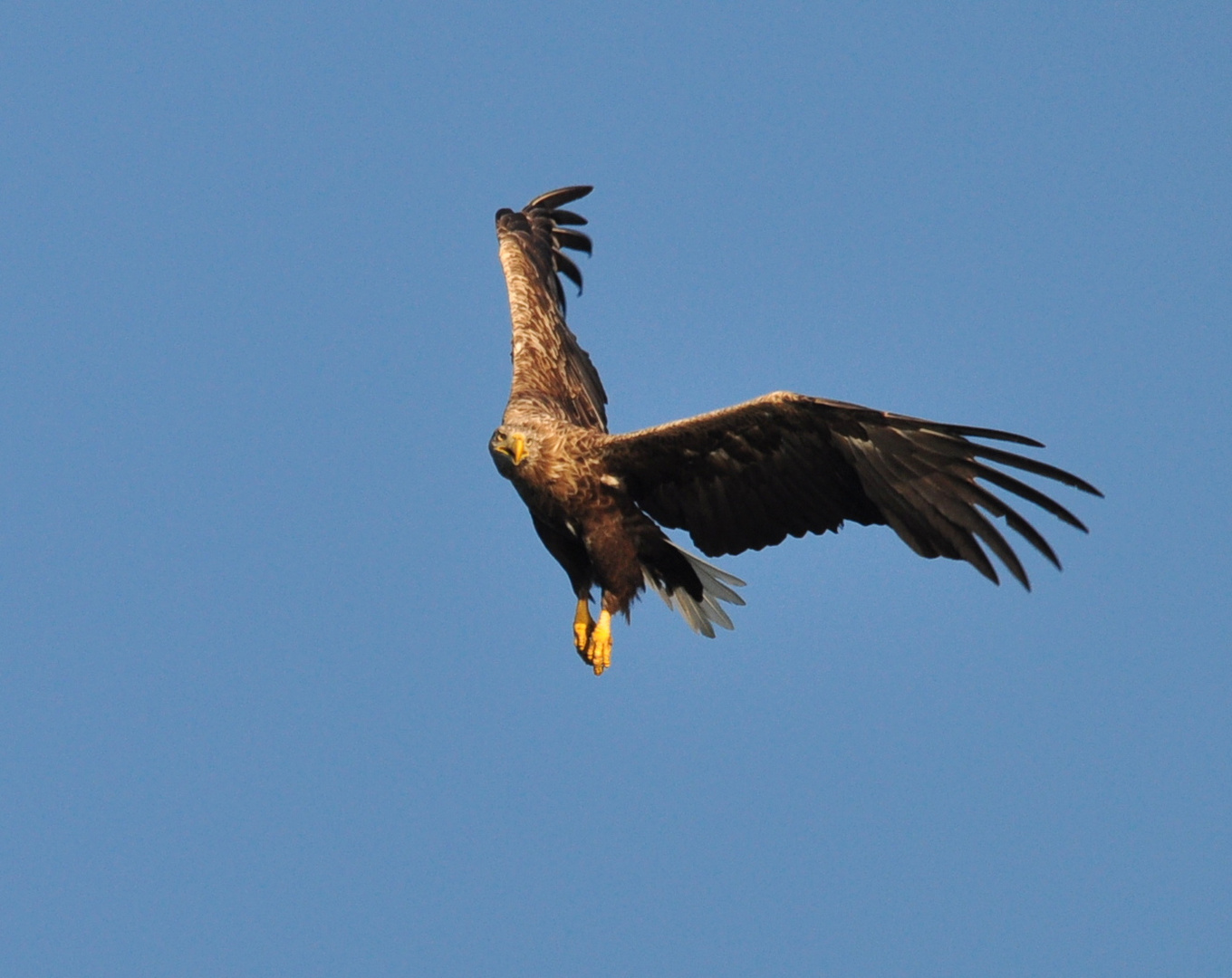 Seeadler