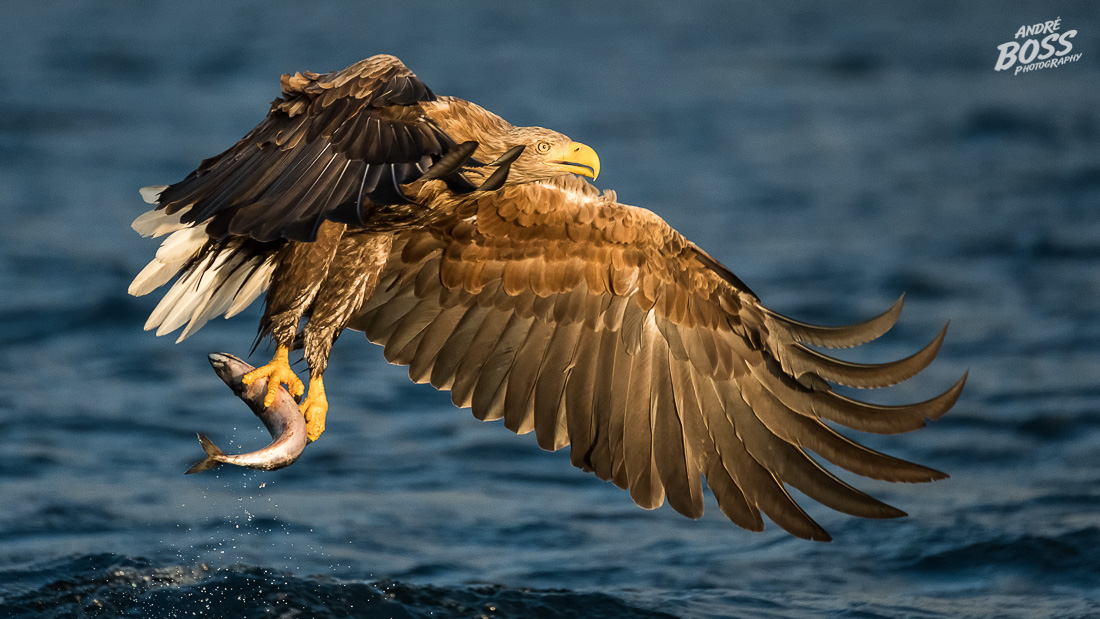 Seeadler