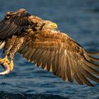 Seeadler