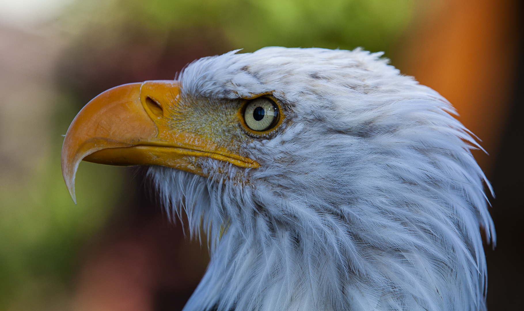 Seeadler