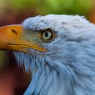 Seeadler