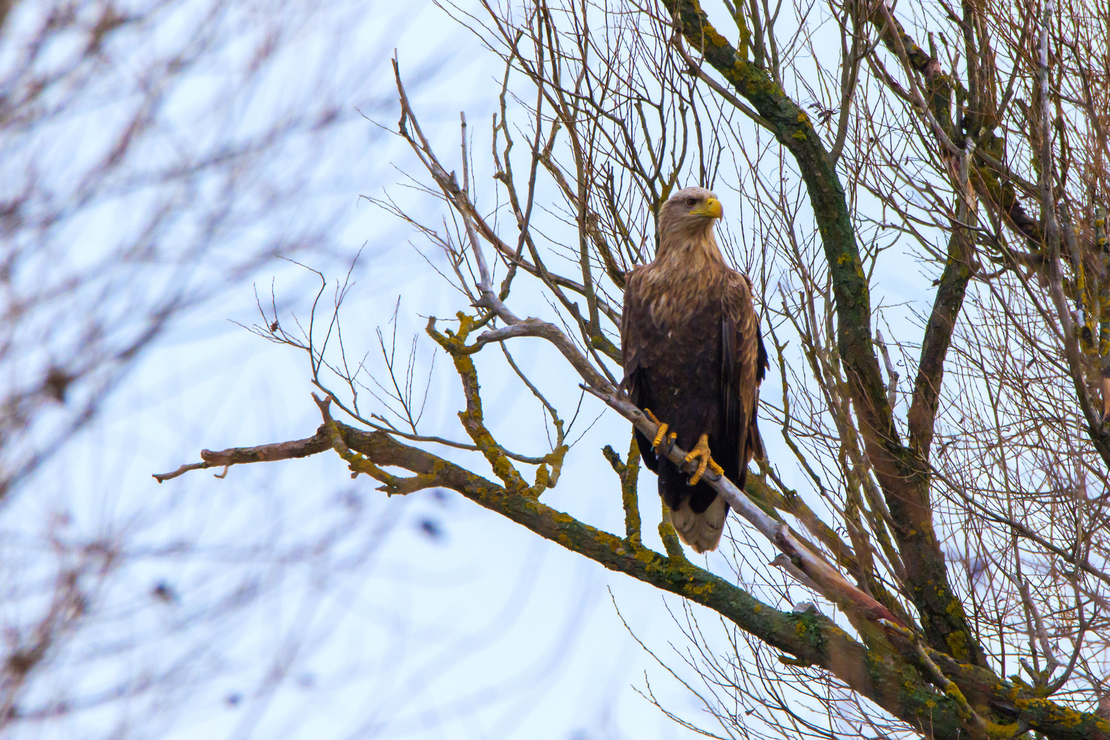 Seeadler