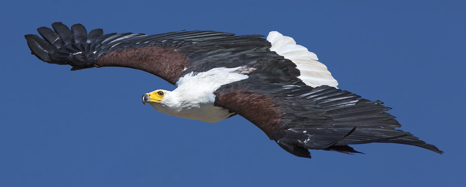 Seeadler