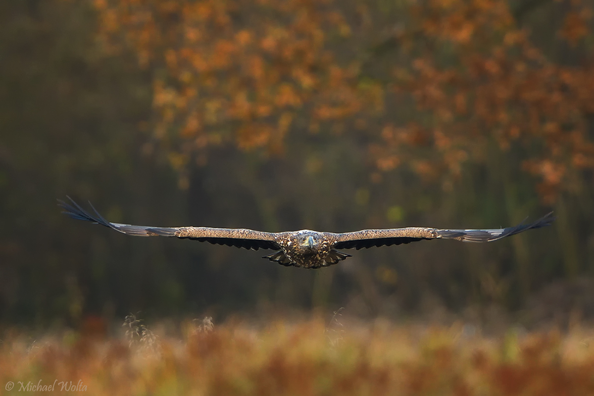 Seeadler, den Goldenen Oktober verlassend