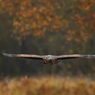 Seeadler, den Goldenen Oktober verlassend