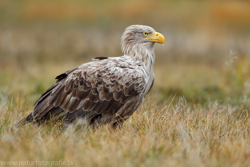 ~ Seeadler, der Chef im Revier ~