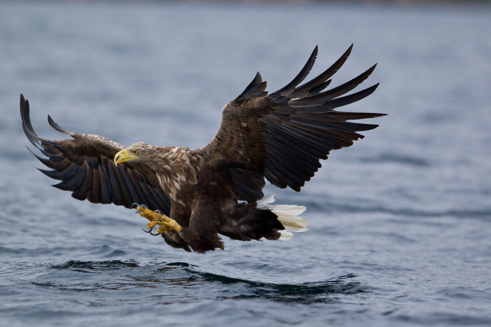 Seeadler: Der gebrochene Schnabel .