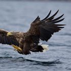 Seeadler: Der gebrochene Schnabel .