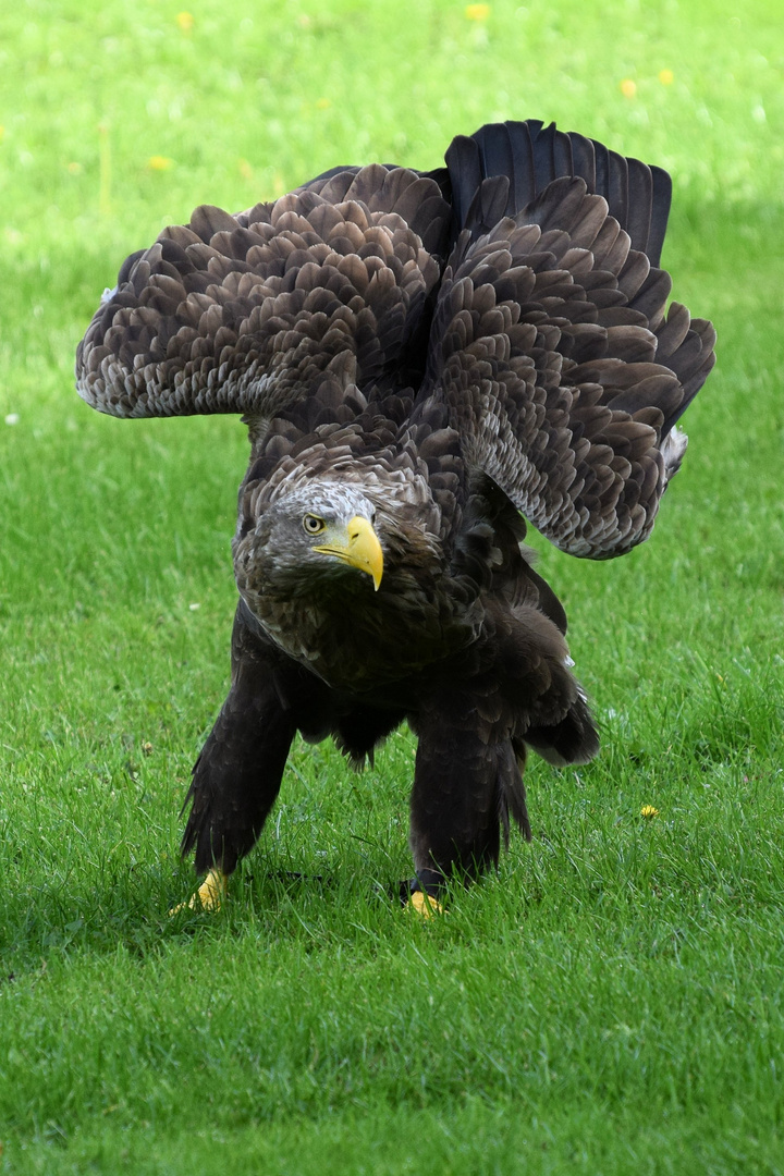 Seeadler der II.