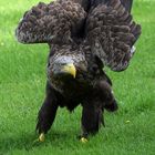 Seeadler der II.