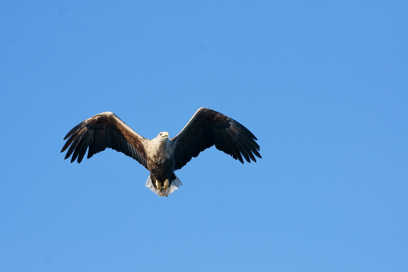 Seeadler der "König der Lüfte"