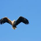 Seeadler der "König der Lüfte"