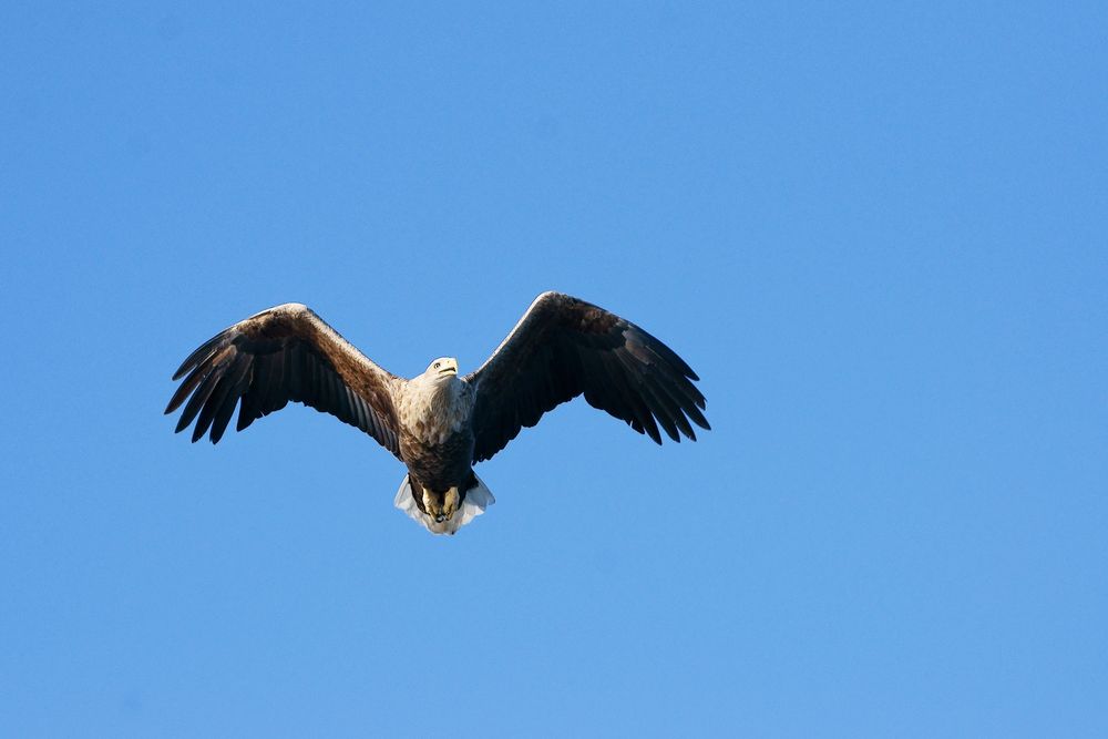 Seeadler der "König der Lüfte" von Uwe Otting 