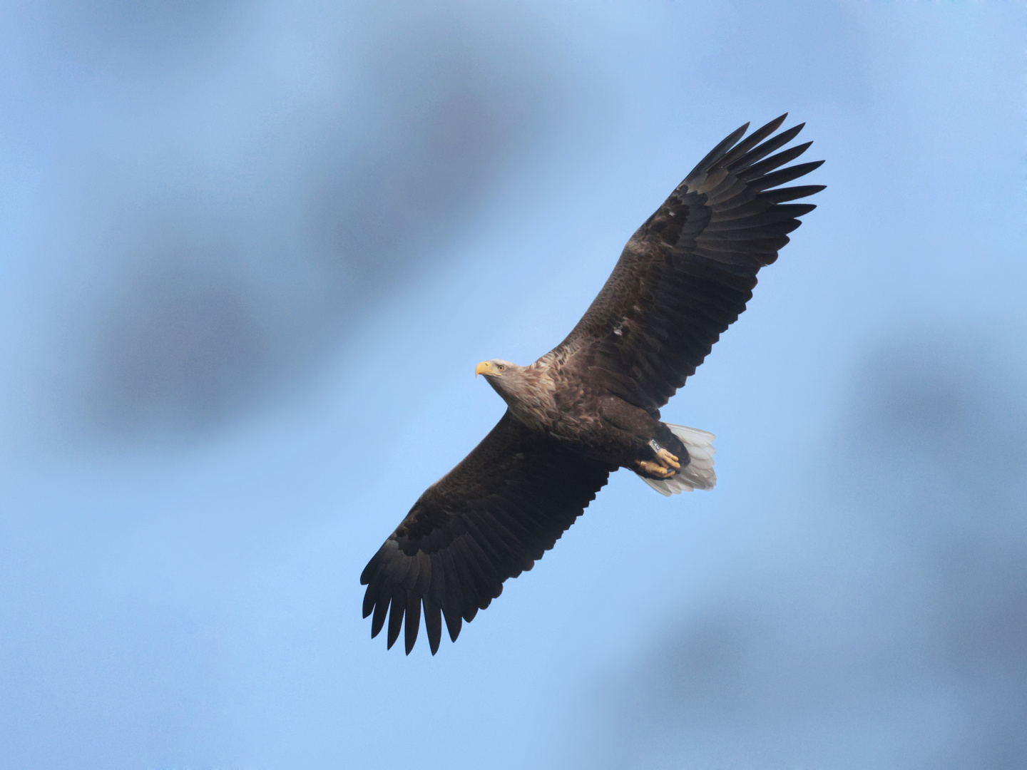 Seeadler, der König der Lüfte