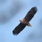 Seeadler, der König der Lüfte