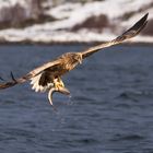 Seeadler der Kokser 2