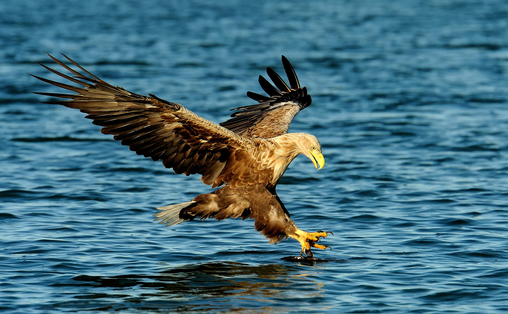 Seeadler, der Zugriff