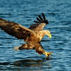 Seeadler, der Zugriff